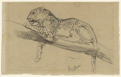 Estudio de un leopardo tumbado en una rama de John Macallan Swan