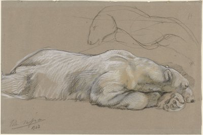 Estudios de un oso polar reclinado de John Macallan Swan