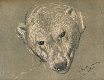 Estudio de la cabeza de un oso polar, c1901 de John Macallan Swan