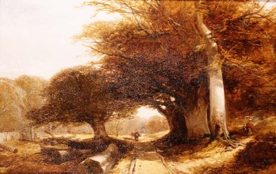 Paisaje forestal de John Middleton