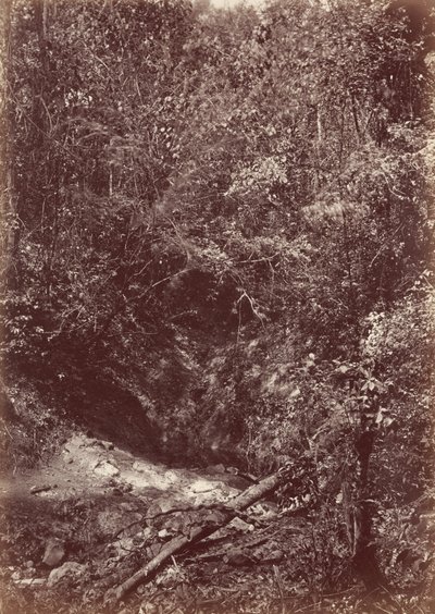 Expedición Darién, 1871 (foto) de John Moran