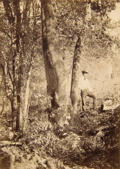 Tacony Creek, Álamo Magnolia de John Moran