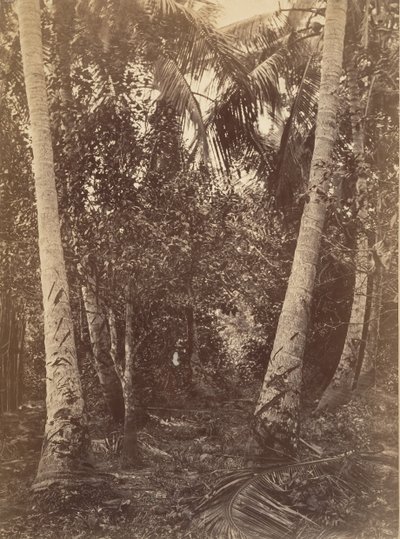Paisaje tropical, bosque cerca de Turbo, 1871 de John Moran