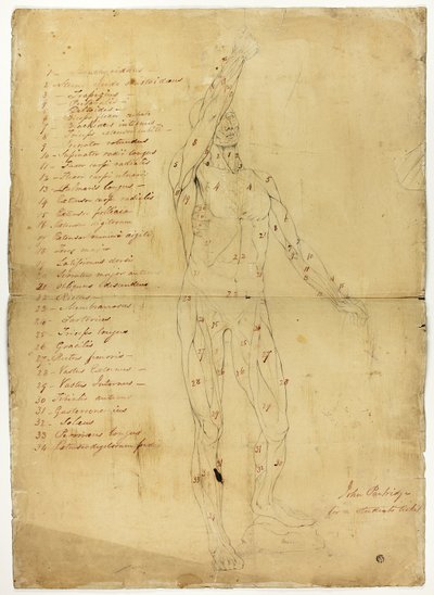 Ecorché masculino de John Partridge