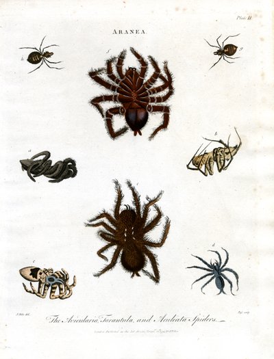 ARANEA: Avicularia;Tarántulas y arañas Aculeata de John Pass