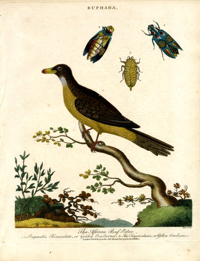 Buitre africano (Buphaga) y escarabajos joya de John Pass
