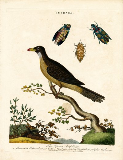 Pájaro carpintero africano y escarabajos joya (Buphaga) de John Pass
