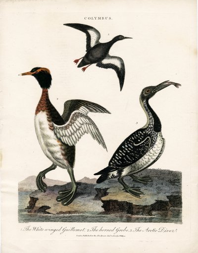 Aves marinas árticas del género Colymbus de John Pass