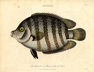 Peces banda de Surat de John Pass