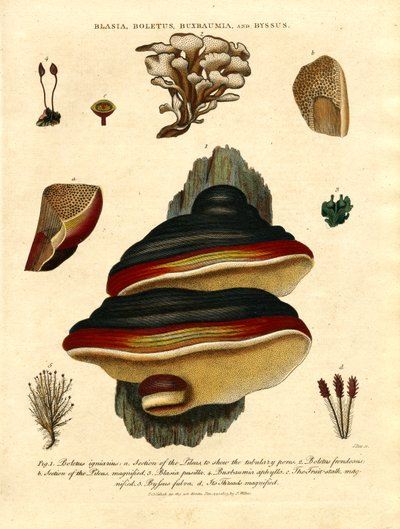 Blasia;Boletus;Buxbaumia;y Byssus de John Pass