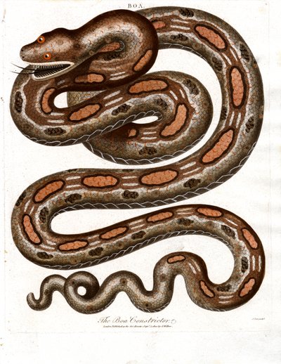 Boa constrictor de John Pass