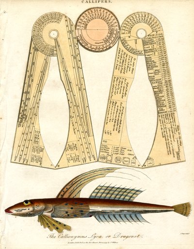 Calipers y peces dragonet de John Pass