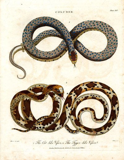 Víboras felinas y tigresas (Coluber) de John Pass