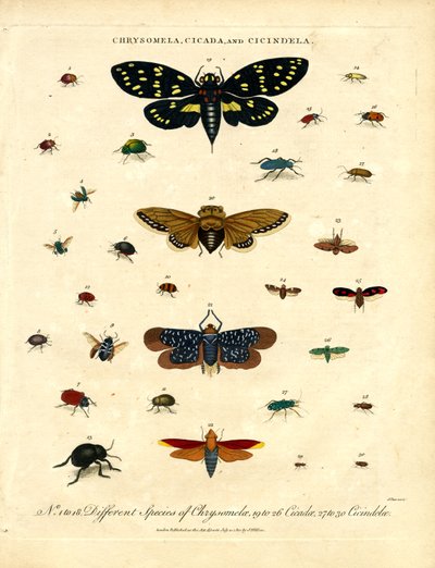 Chrysomela;Cicada y Cicindela de John Pass