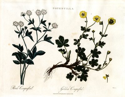 Cinquefoil Especies de John Pass