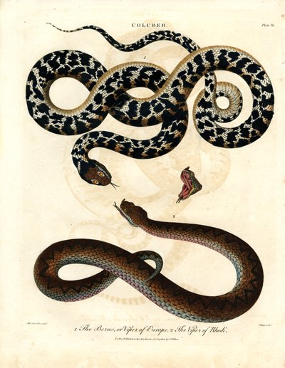 Coluber: víbora europea y víbora de Rodas de John Pass