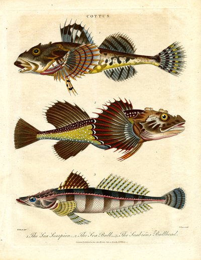 Cottus - Escorpiones y escorpiones marinos de John Pass