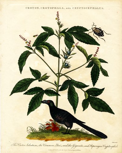 Croton;Crotophaga;y Cryptocephalus de John Pass