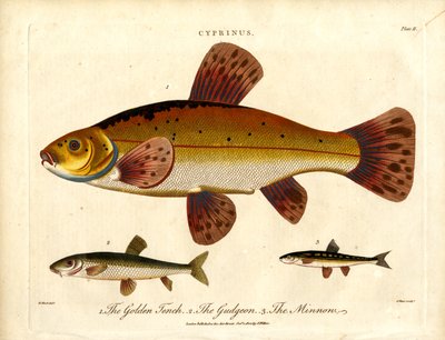 Cyprinus: Tenca dorada; gobio y pececillo de John Pass