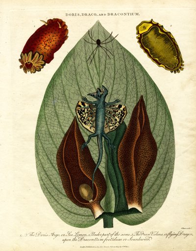 Doris;Draco;y Dracontium de John Pass
