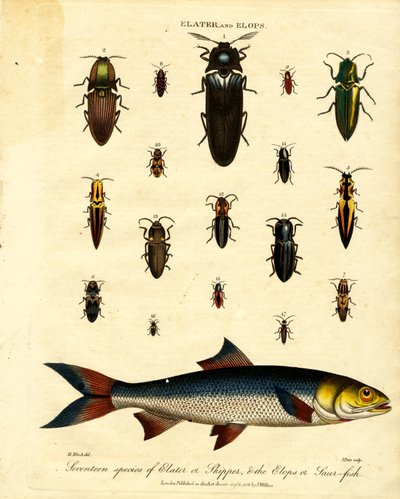 Elater y Elops: Diecisiete especies de Elater o Skipper; el Elops o Saur-fish de John Pass