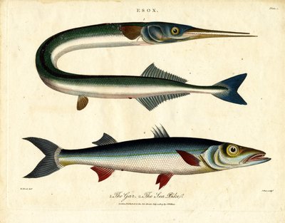 Gar y Lucio de mar de John Pass