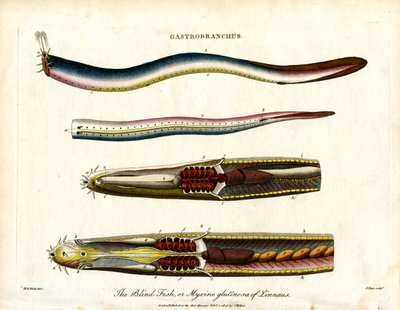 Gastrobranchus - El pez ciego o Hagfish de John Pass