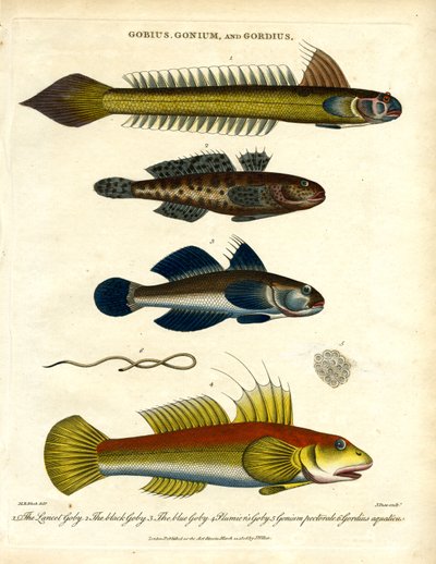 Gobius;Gonium y Gordius: Gobios y Gusanos de John Pass
