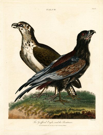 Águila Griffard y el barquero de John Pass