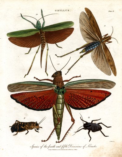 Gryllus: Especies de la cuarta y quinta división de langostas de John Pass