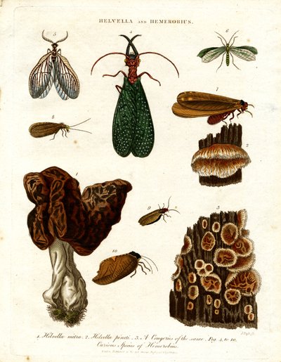 Helvella y Hemerobius de John Pass