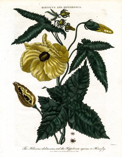 Hibisco e Hippobosca de John Pass