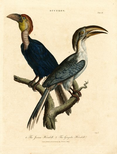 Cálao de Java y Cálao de Gingala (Buceros) de John Pass