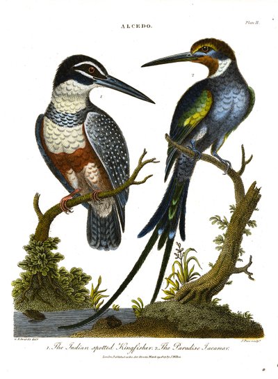 Martín pescador (Alcedo): Martín pescador moteado de la India y Jacamar del Paraíso de John Pass