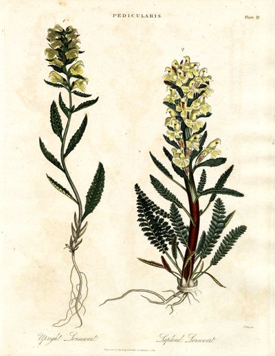Especies de lousewort de John Pass
