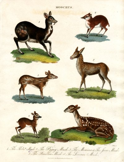 Moschus Varias especies de ciervo almizclero de John Pass