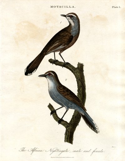 Motacilla - Ruiseñor africano de John Pass