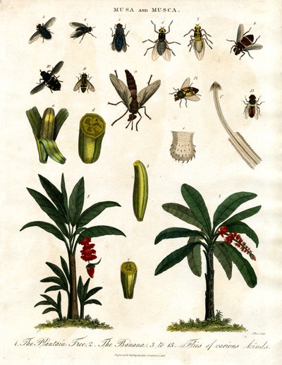 Musa y Musca - Plantas de plátano y diversas especies de moscas de John Pass