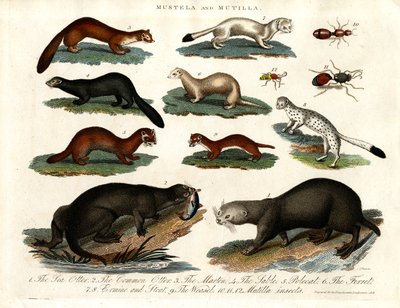 Mustela y Mutilla: Ilustración de varios Mustélidos e Insectos Mutilla de John Pass