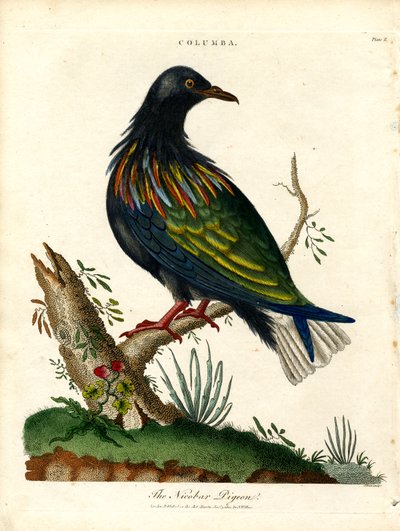 Paloma de Nicobar (Columba) de John Pass