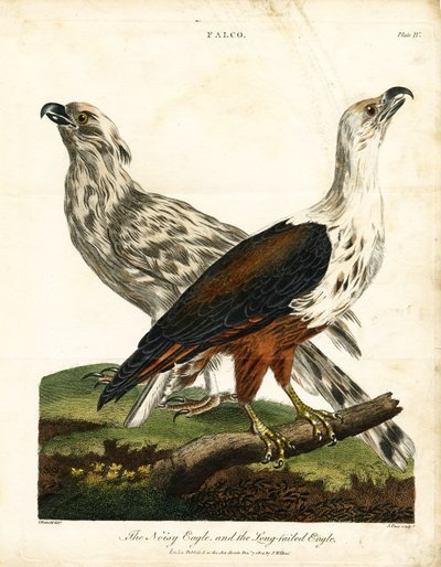 Águila Ruidosa y Águila Colilarga de John Pass