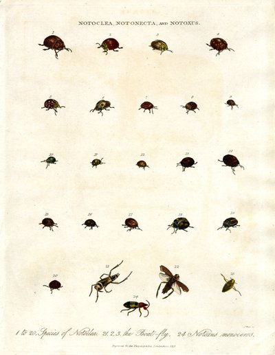 Escarabajos Notoclea;Notonecta;y Notoxus de John Pass