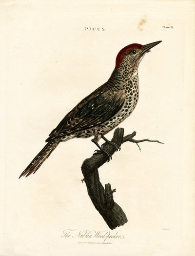 Pájaro carpintero de Nubia (Picus) de John Pass