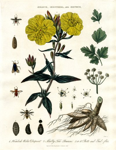 Oenanthe;Oenothera y Oestrus - Water Dropwort;Evening Primrose y Bot-flies de John Pass