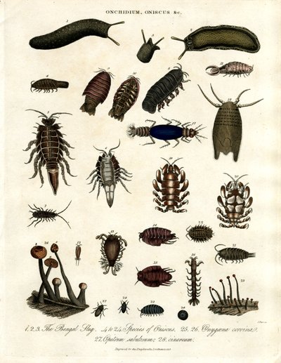 Onchidium;Oniscus y otros artrópodos de John Pass