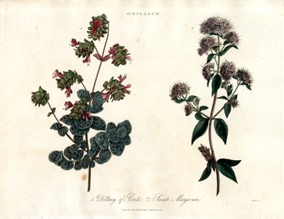 Especies de Origanum: Mejorana de Creta y Mejorana Dulce de John Pass
