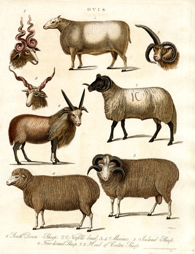 Ovis Diversas razas ovinas de John Pass