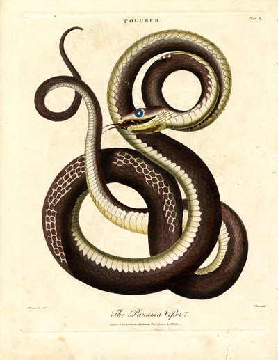 Víbora de Panamá (Coluber) de John Pass
