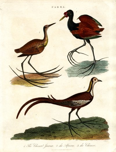Parra Species (Jacanas) de John Pass