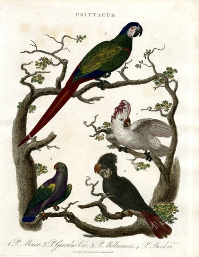 Loros (Psittacus) de John Pass